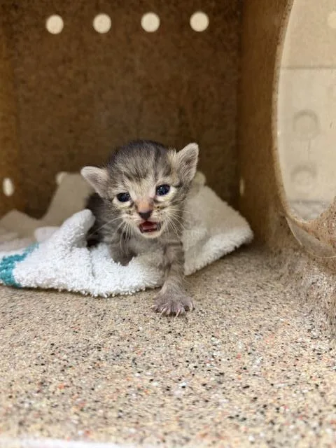 A baby small-sized female Domestic Short Hair cat named Cleo for adoption in Riverside, CA