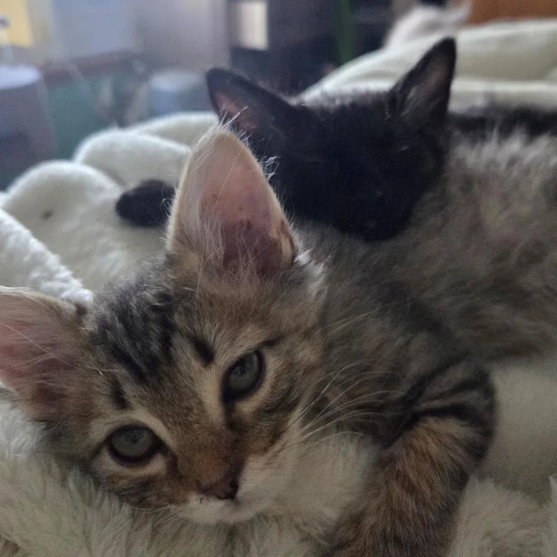 A baby small-sized female Domestic Short Hair cat named Patsy Warwick for adoption in Morrison, CO