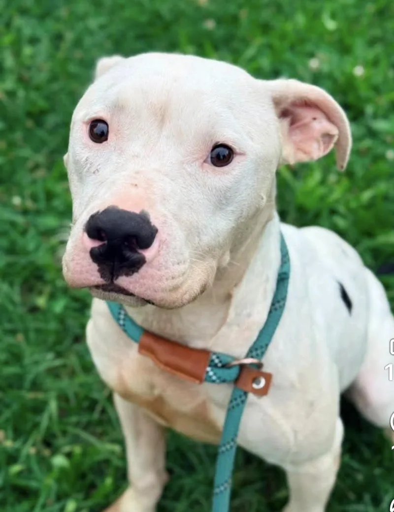 A young medium-sized female White / Cream Pit Bull Terrier dog named Kosheen for adoption in Chicago, IL