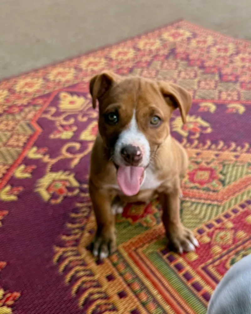 A baby large-sized male Golden Shepherd dog named Bumble for adoption in Broken Arrow, OK