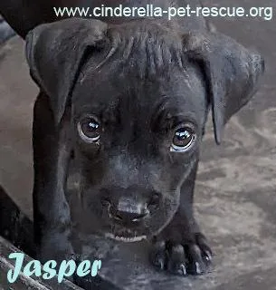 Jasper D thumbnail 4