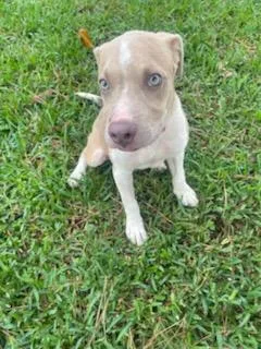 A baby medium-sized male Yellow / Tan / Blond / Fawn American Staffordshire Terrier dog named Kickapoo for adoption in Tomball, TX