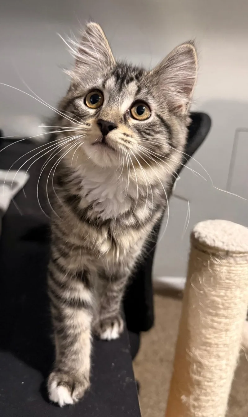 A baby medium-sized female Tabby (Brown / Chocolate) Domestic Medium Hair cat named Rupee for adoption in Clayton, NJ
