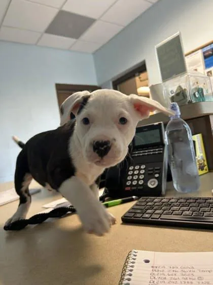 A baby small-sized male Mixed Breed dog named The Beatles for adoption in Munster, IN