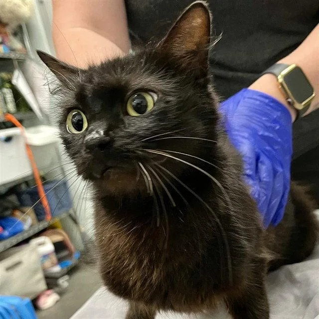 A young medium-sized female Black Domestic Short Hair cat named New Mom for adoption in Tavares, FL