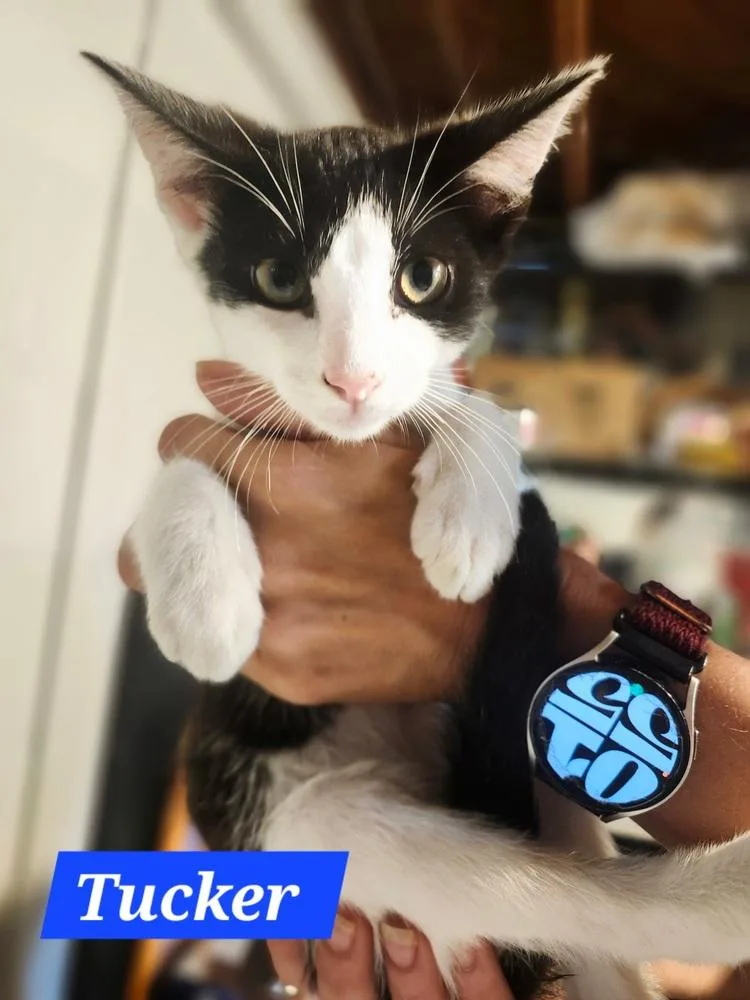 A baby small-sized male Black & White / Tuxedo Domestic Short Hair cat named Tucker for adoption in Elyria, OH