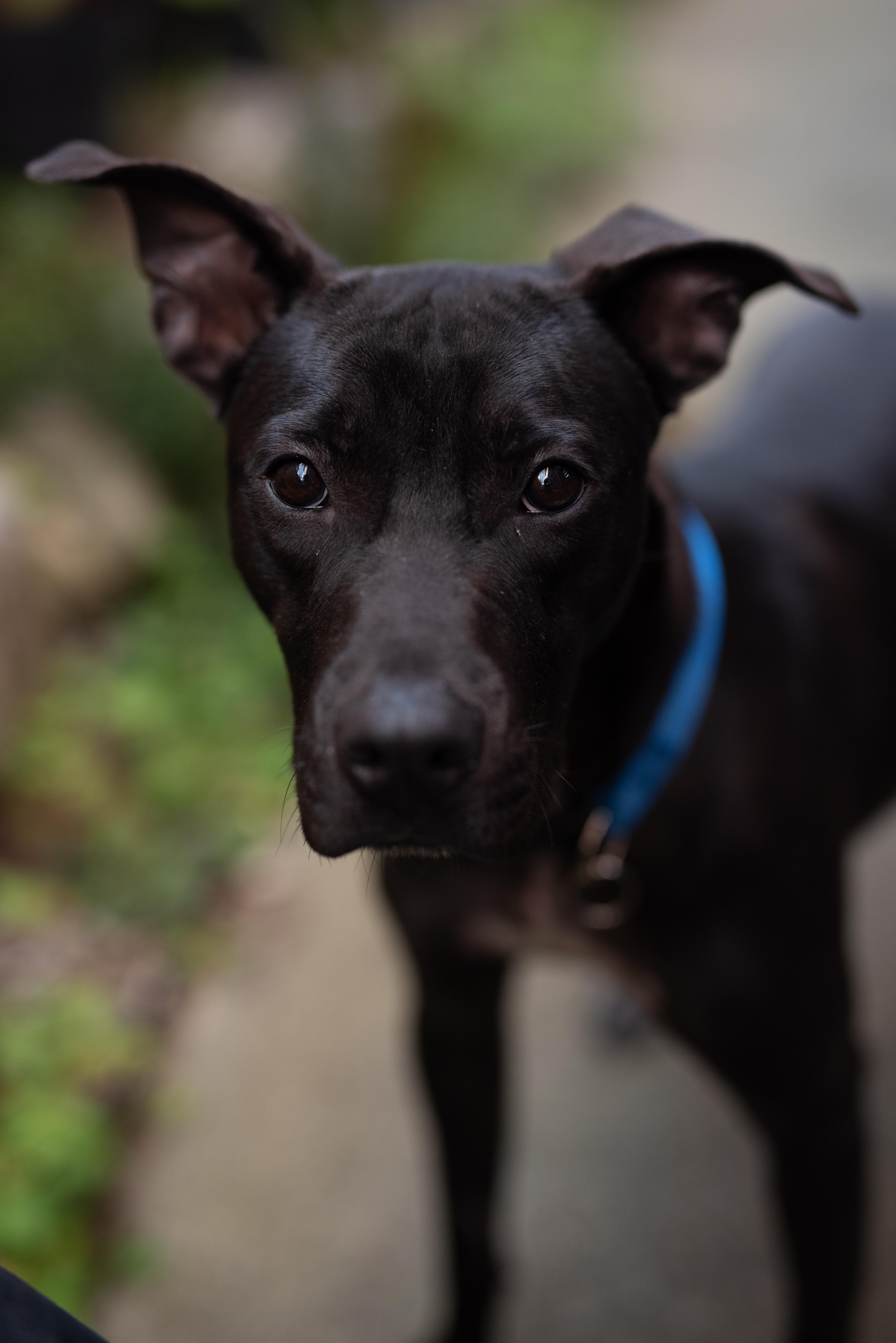 A young medium-sized male Black Labrador Retriever dog named Coal for adoption in Tomball, TX