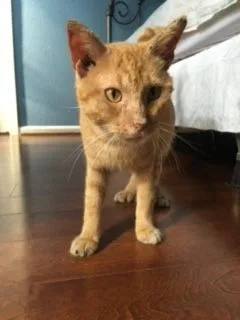 O'rion "survivor" thumbnail 2