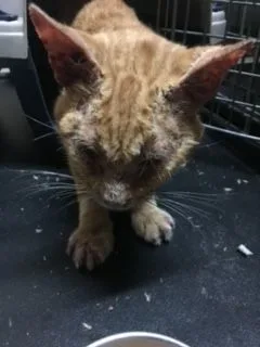 O'rion "survivor" thumbnail 3