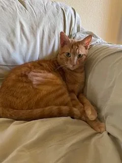 O'rion "survivor" thumbnail 4