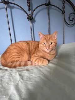 O'rion "survivor" thumbnail 5