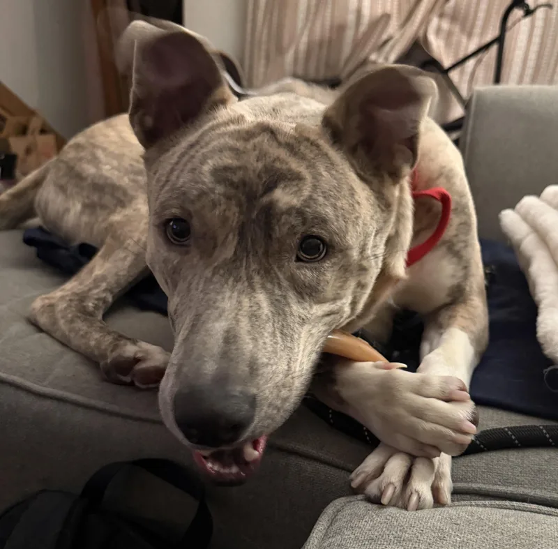A young large-sized male Shepherd dog named Ash for adoption in New York, NY