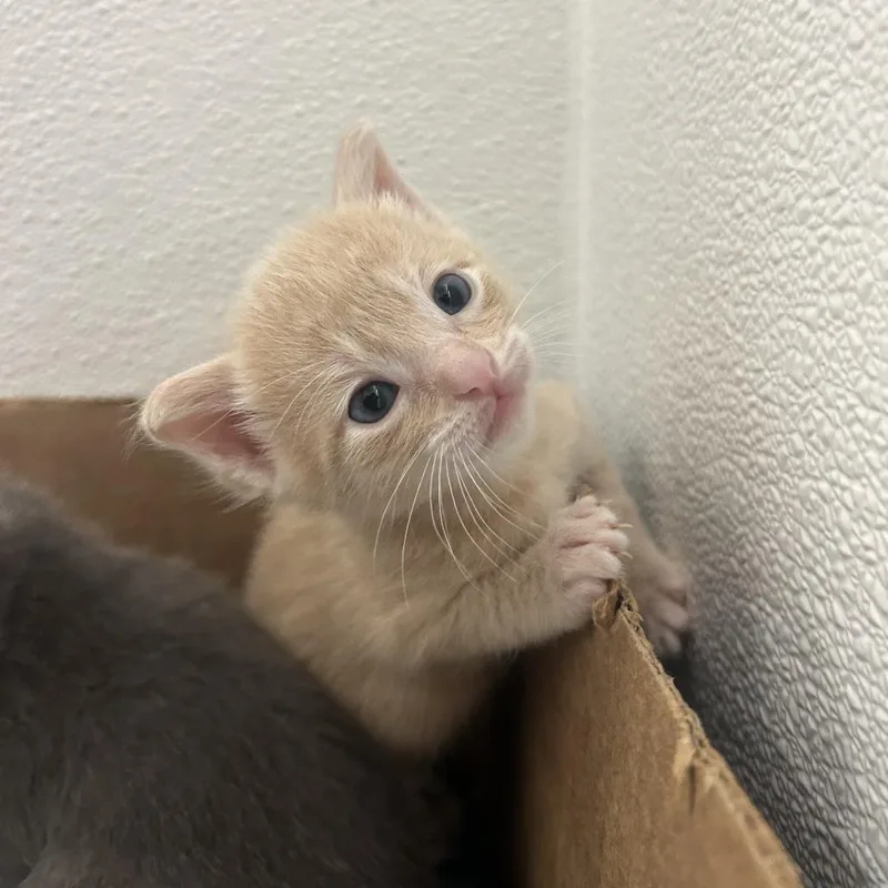 A baby small-sized male Buff / Tan / Fawn Domestic Short Hair cat named Honey for adoption in St. Louis, MO