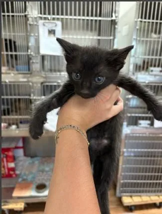 A baby small-sized male Domestic Short Hair cat named Chess for adoption in Sugar Land, TX
