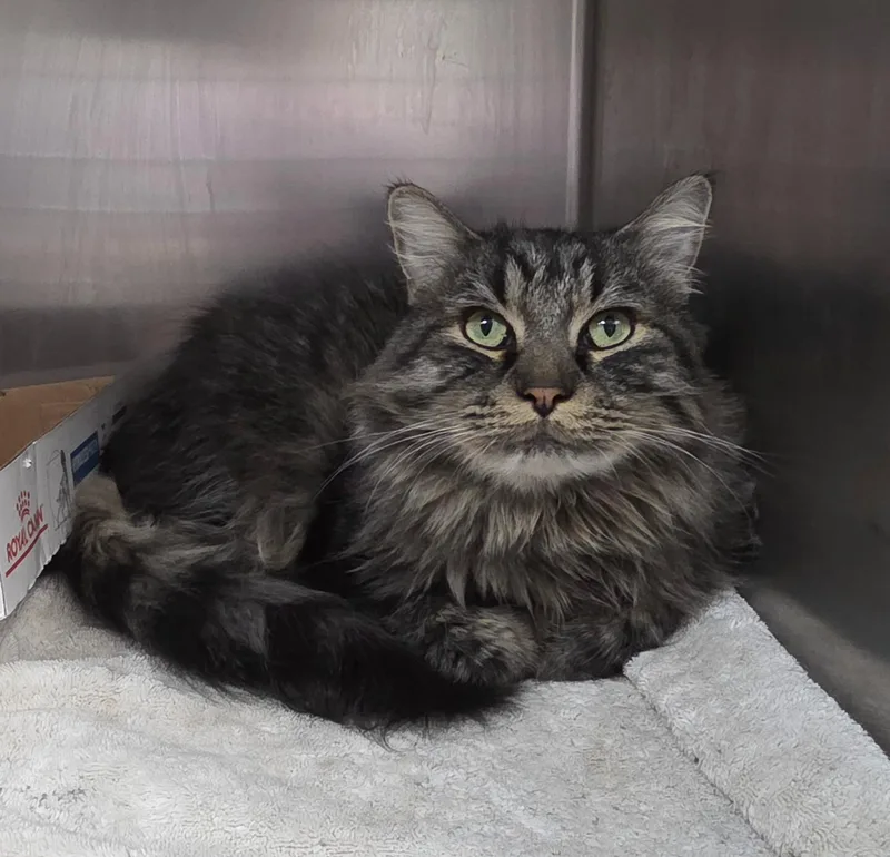 An adult large-sized male Domestic Long Hair cat named Henry for adoption in Mission Viejo, CA