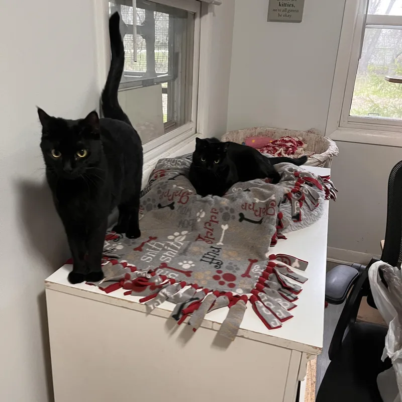 A young medium-sized female Black Domestic Short Hair cat named Gorditabonded With Chalupa for adoption in Oak Forest, IL