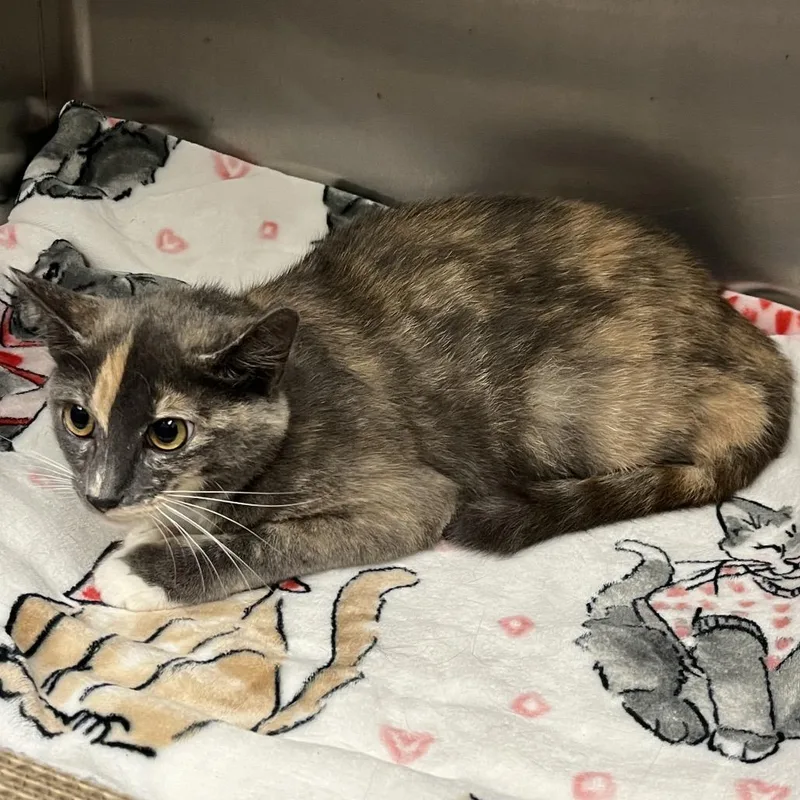 A young medium-sized female Gray / Blue / Silver Domestic Short Hair cat named Maybach for adoption in East Hampton, NY