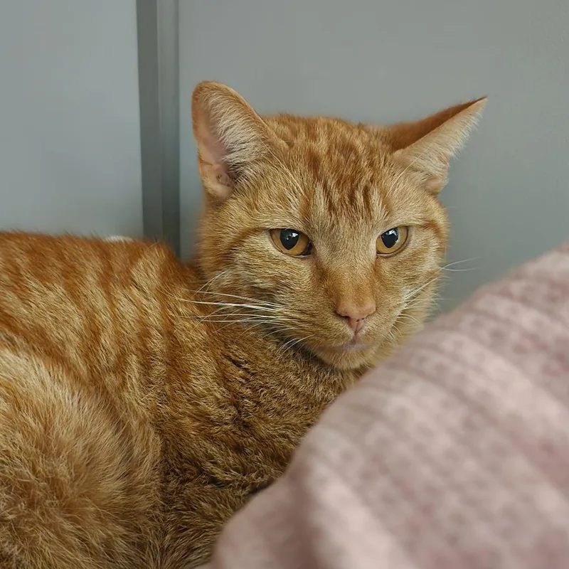 An adult medium-sized male Orange / Red Domestic Short Hair cat named Cannoli for adoption in Columbus, NC