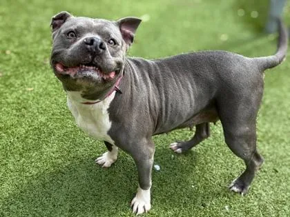 An adult medium-sized female American Staffordshire Terrier dog named Bluebelle for adoption in Gainesville, FL