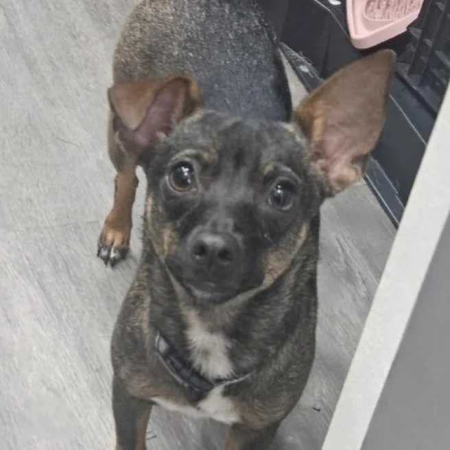 A young small-sized female Brown / Chocolate Chihuahua dog named Cardi B for adoption in CORPUS CHRISTI, TX