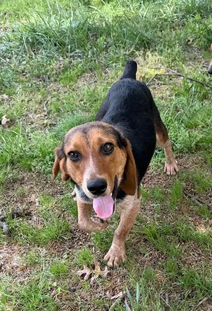 A young medium-sized female Beagle dog named Maggie for adoption in Corsicana, TX
