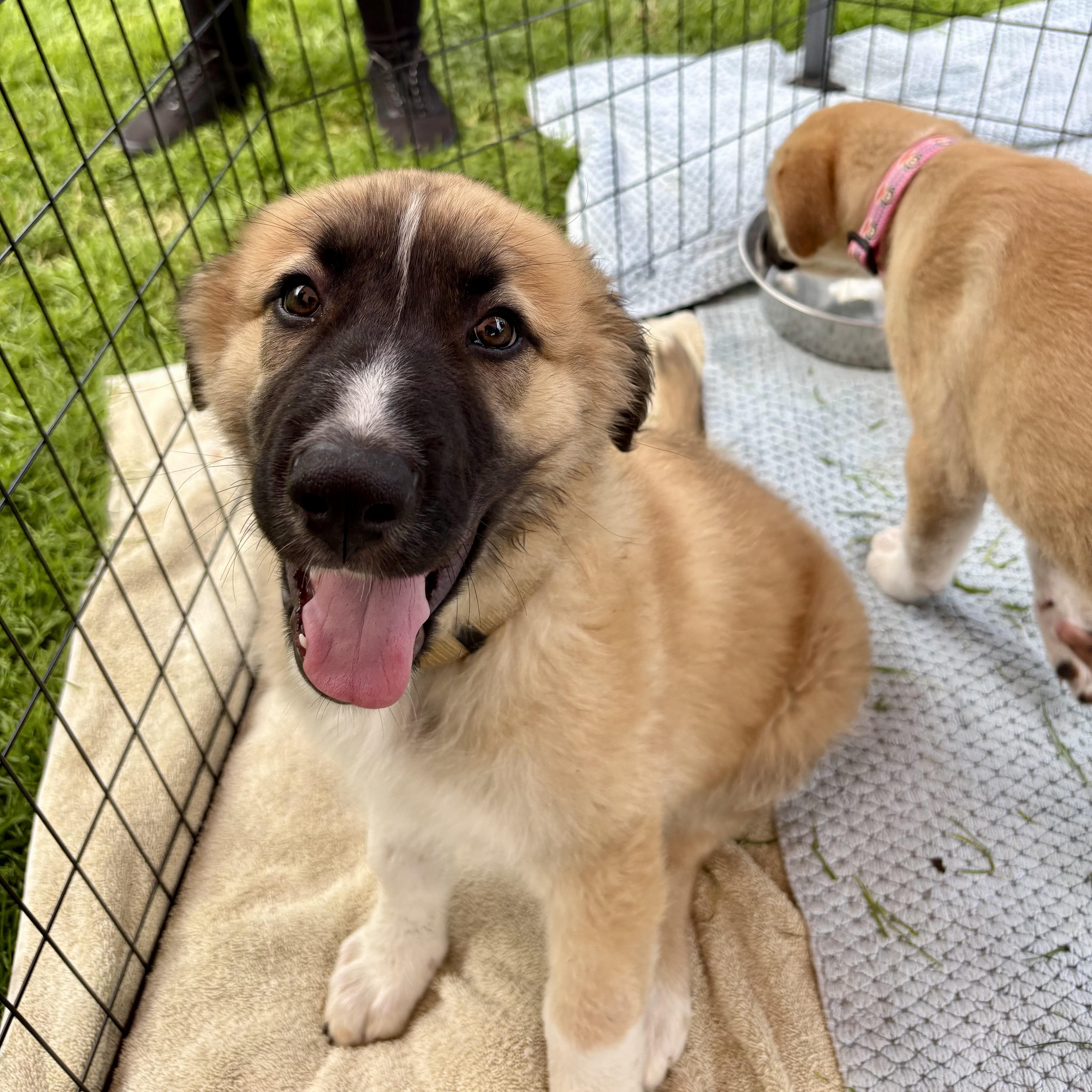 A baby extra large-sized male Apricot / Beige Anatolian Shepherd dog named Mufasa for adoption in Los Gatos, CA