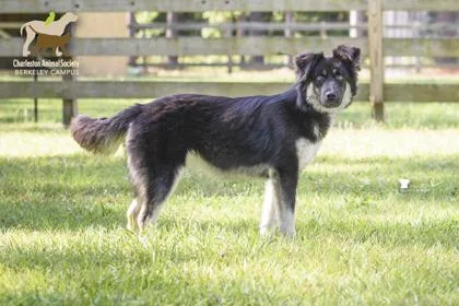 A young medium-sized female Siberian Husky dog named B Imogen for adoption in North Charleston, SC