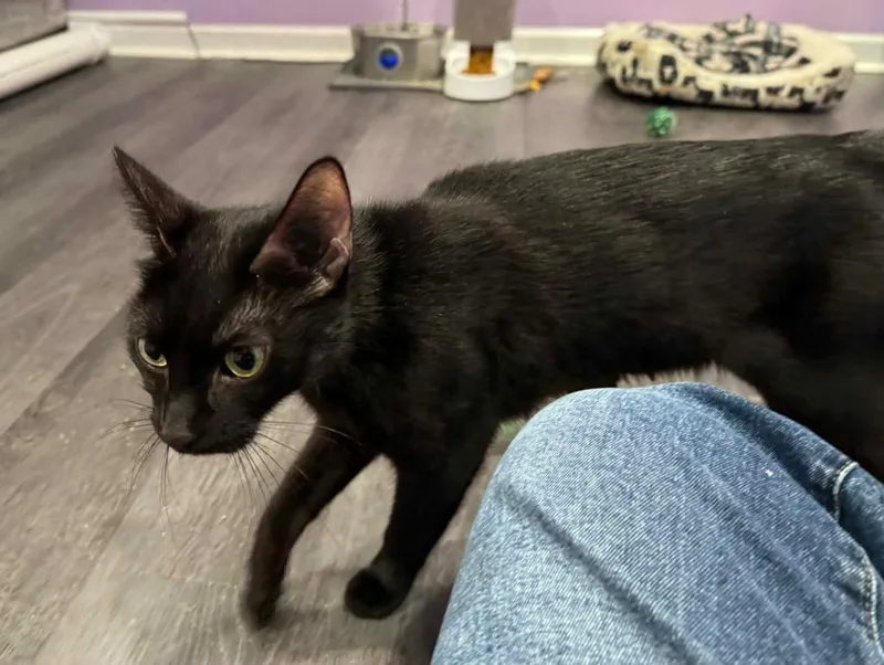 An adult medium-sized female Domestic Short Hair cat named Novah for adoption in Fond Du Lac, WI