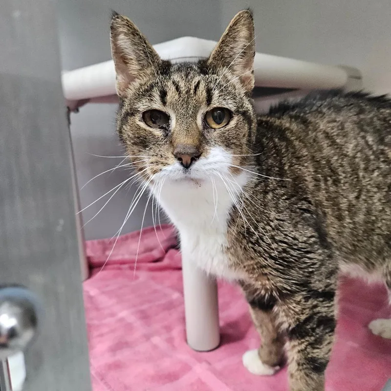 An adult medium-sized female Brown / Chocolate Domestic Short Hair cat named Angel baby for adoption in Ridgely, MD