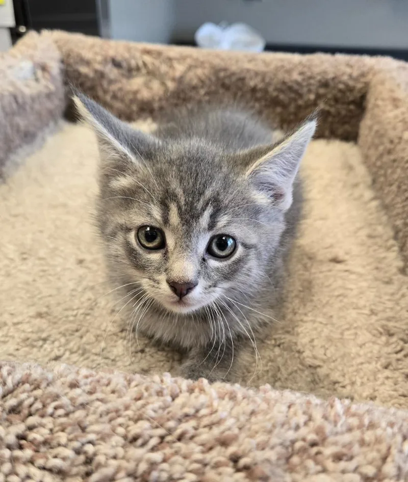 A baby small-sized male Domestic Short Hair cat named Sterling for adoption in Sidney, OH