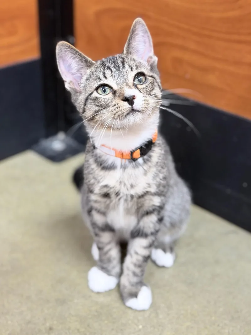 A baby medium-sized male Domestic Short Hair cat named Onyx for adoption in Honeoye, NY