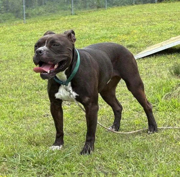 An adult medium-sized male American Bulldog dog named Titan for adoption in Virginia Beach, VA