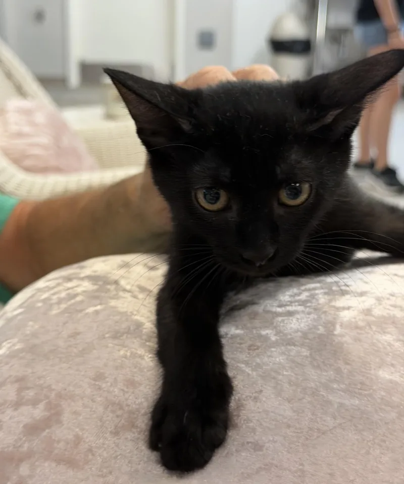 A baby medium-sized female Black Domestic Short Hair cat named Jill for adoption in Slidell, LA