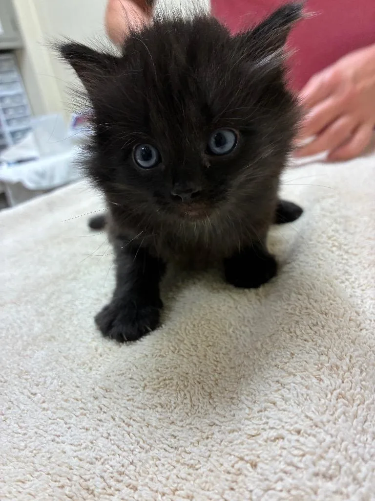 A baby medium-sized male Domestic Long Hair cat named Fedora for adoption in Christiansburg, VA
