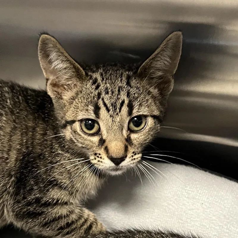 A baby small-sized male Brown / Chocolate Domestic Short Hair cat named Tanner for adoption in Hinsdale, IL