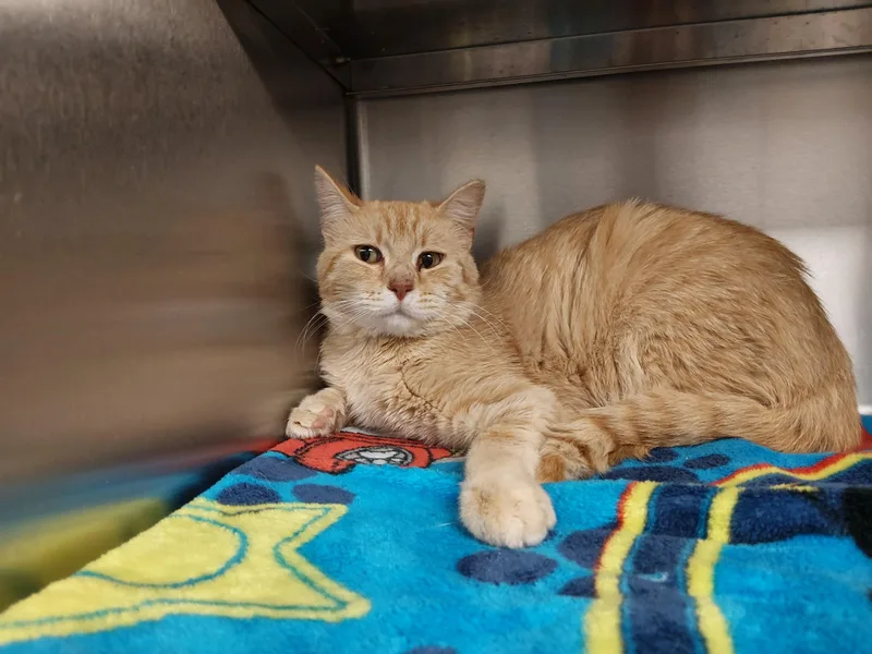 An adult medium-sized male Tabby (Orange / Red) Domestic Short Hair cat named Found for adoption in Liberty, MO