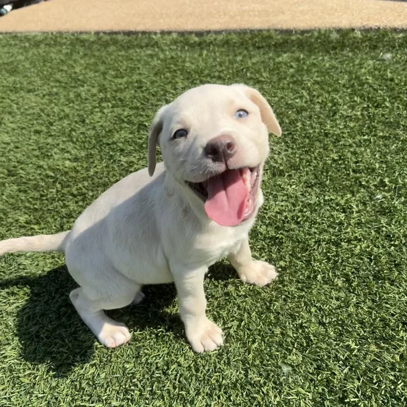 A baby medium-sized female Labrador Retriever dog named River for adoption in Cordova, TN
