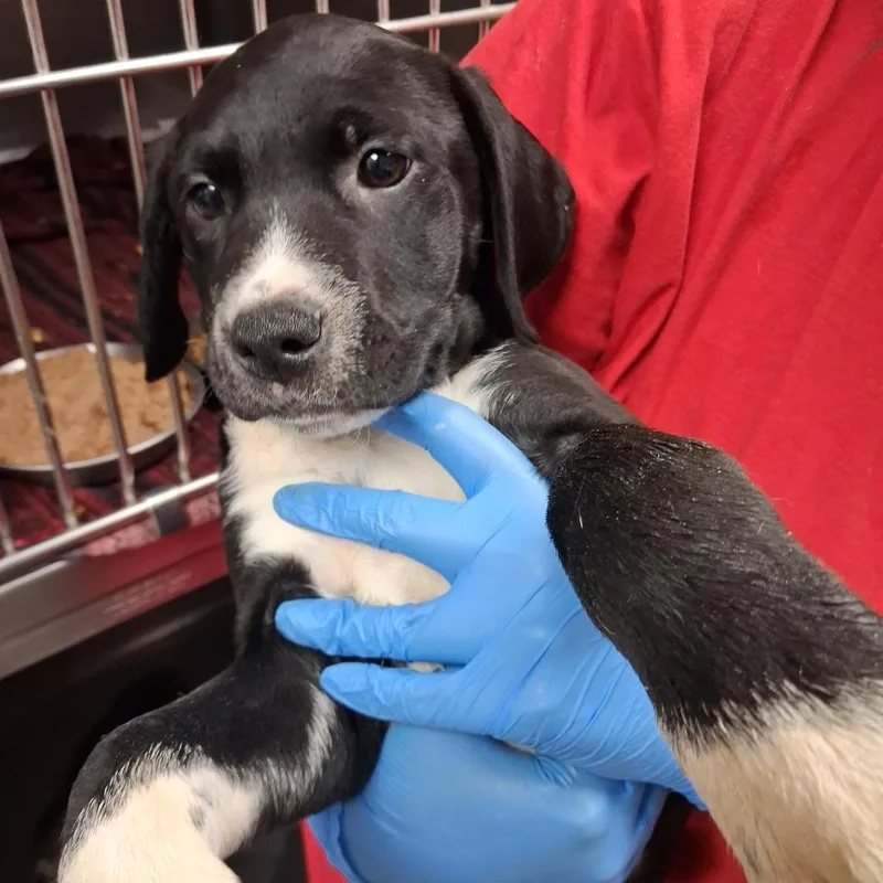 A baby small-sized female Pit Bull Terrier dog named Cania for adoption in Birmingham, AL