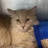 An adult small-sized female Domestic Short Hair cat named Chacha Butler Campus for adoption in Flagstaff, AZ