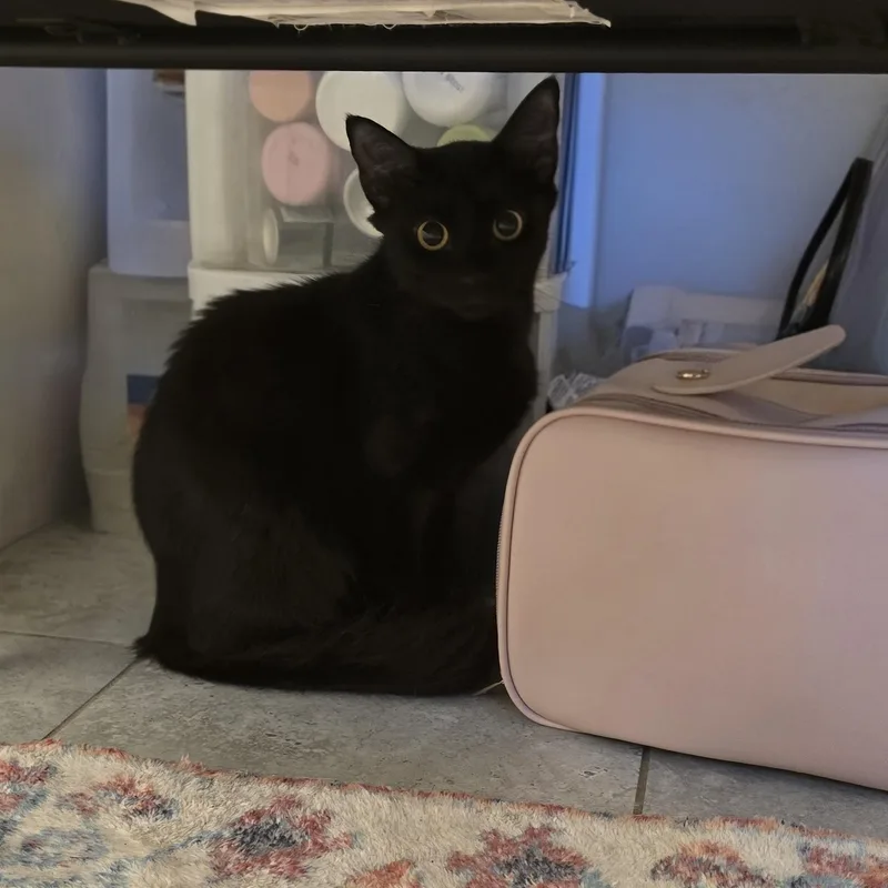 A baby medium-sized female Black Domestic Short Hair cat named Lulgenia ORT for adoption in Missouri City, TX