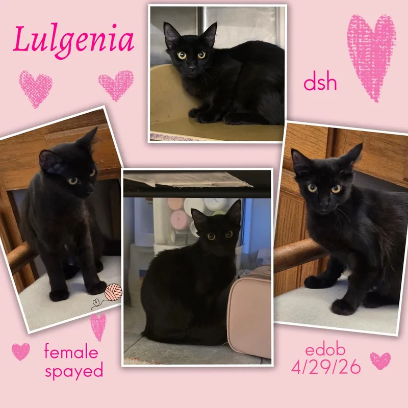 Lulgenia ORT thumbnail 2
