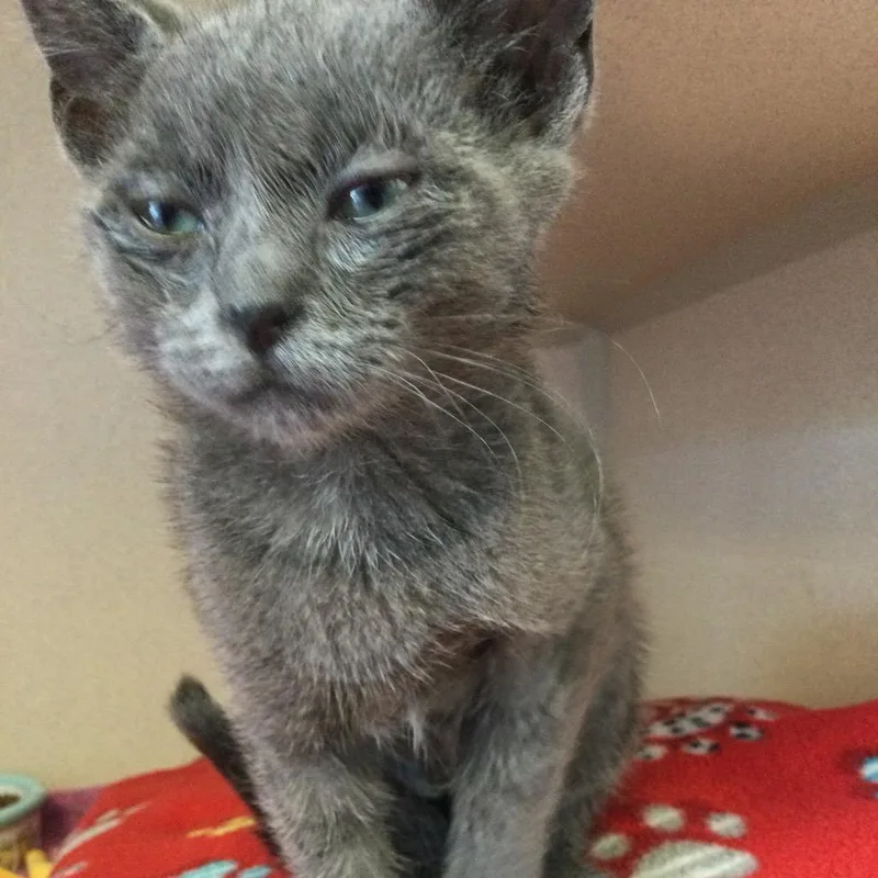 A baby small-sized female Gray / Blue / Silver Domestic Short Hair cat named Kawaii for adoption in Redwood City, CA