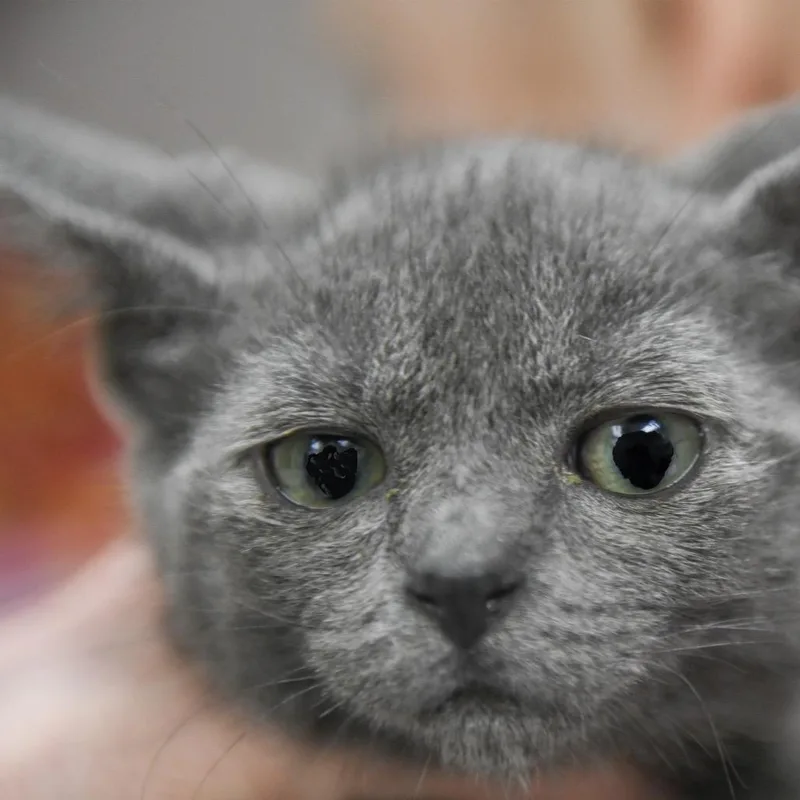 Kawaii thumbnail 2