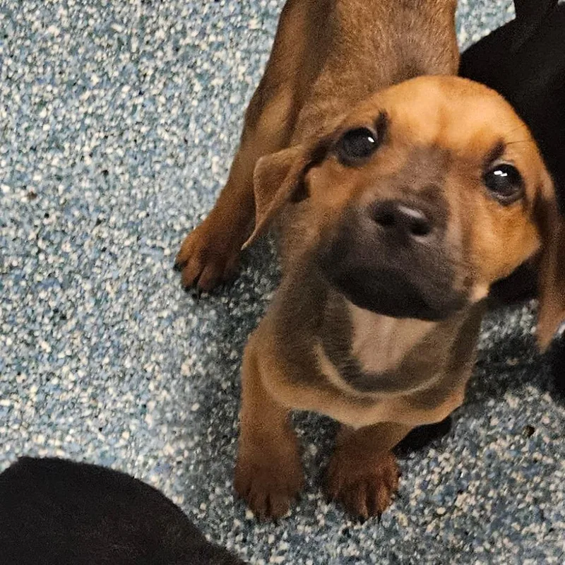 A baby small-sized male Black Mixed Breed dog named Apple Jaxx for adoption in Greensboro, NC