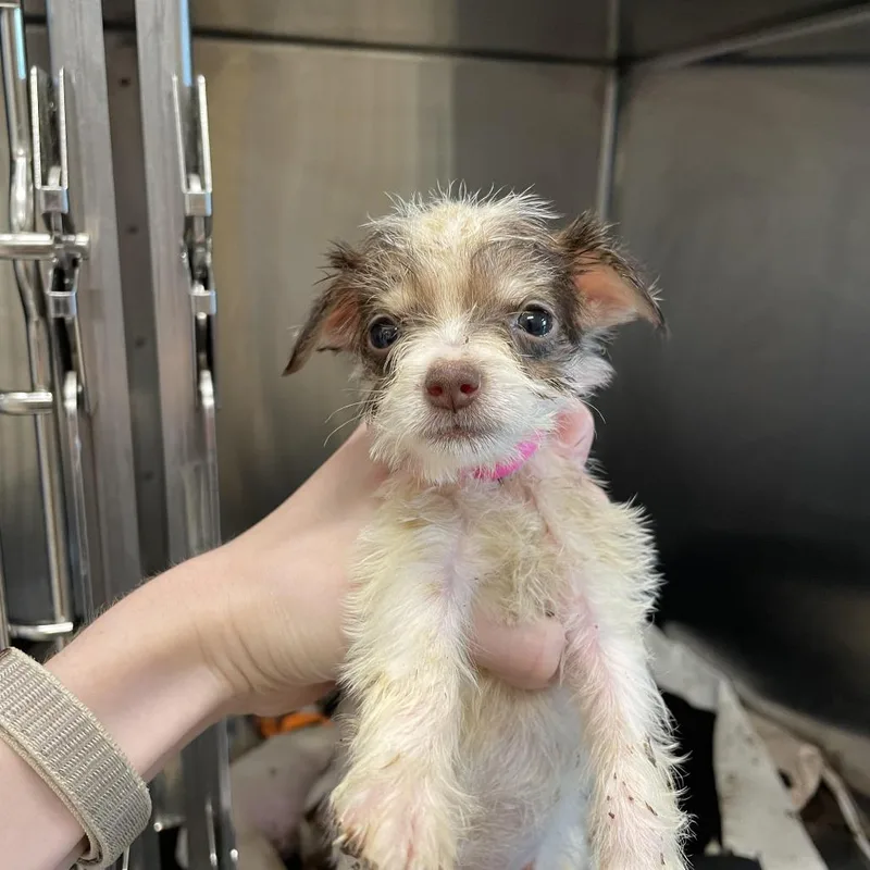 A baby small-sized female Chihuahua dog named Pickled Onion for adoption in Austin, TX