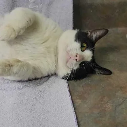 An adult medium-sized male White Domestic Short Hair cat named Lark for adoption in Valdosta, GA