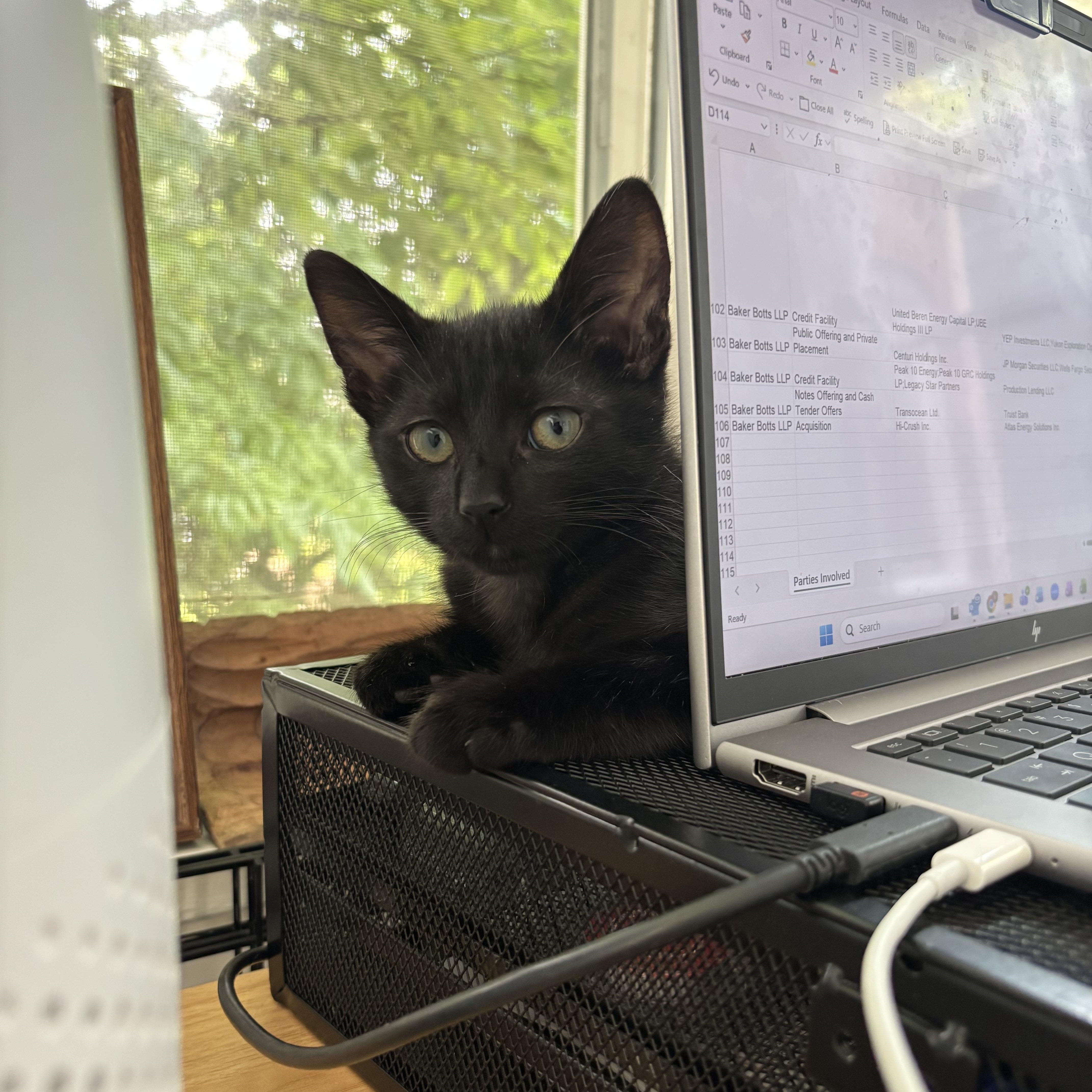 A baby small-sized male Black Domestic Short Hair cat named Netherland Dwarf for adoption in Richmond, VA