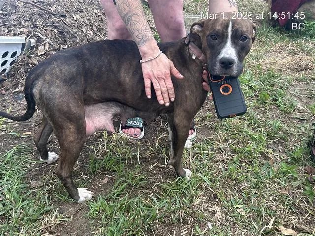 A young medium-sized female Pit Bull Terrier dog named Lil Bit for adoption in Ocala, FL