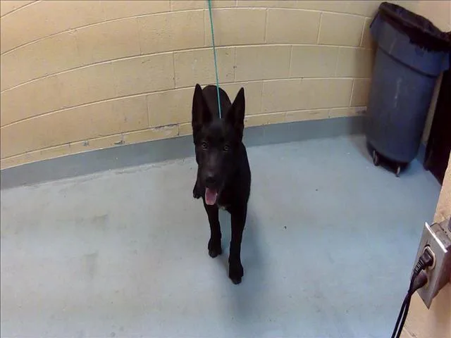 A young small-sized male Dutch Shepherd dog named Khan for adoption in Tulsa, OK