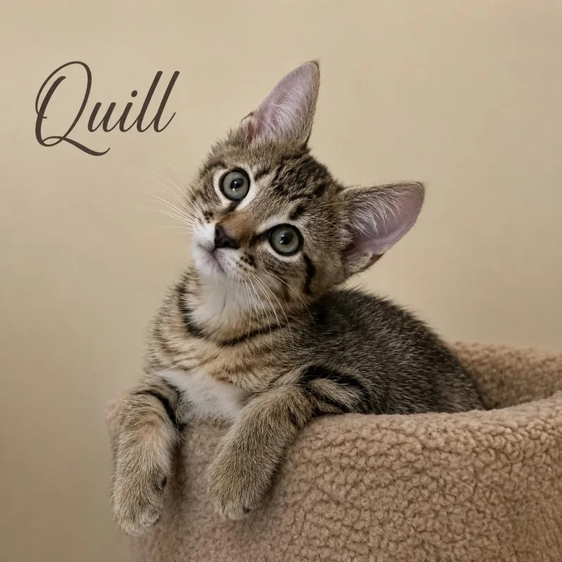 Quill thumbnail 3